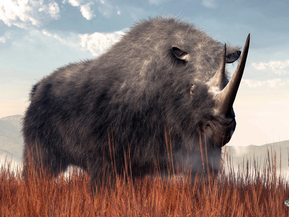Ice Age Rhino