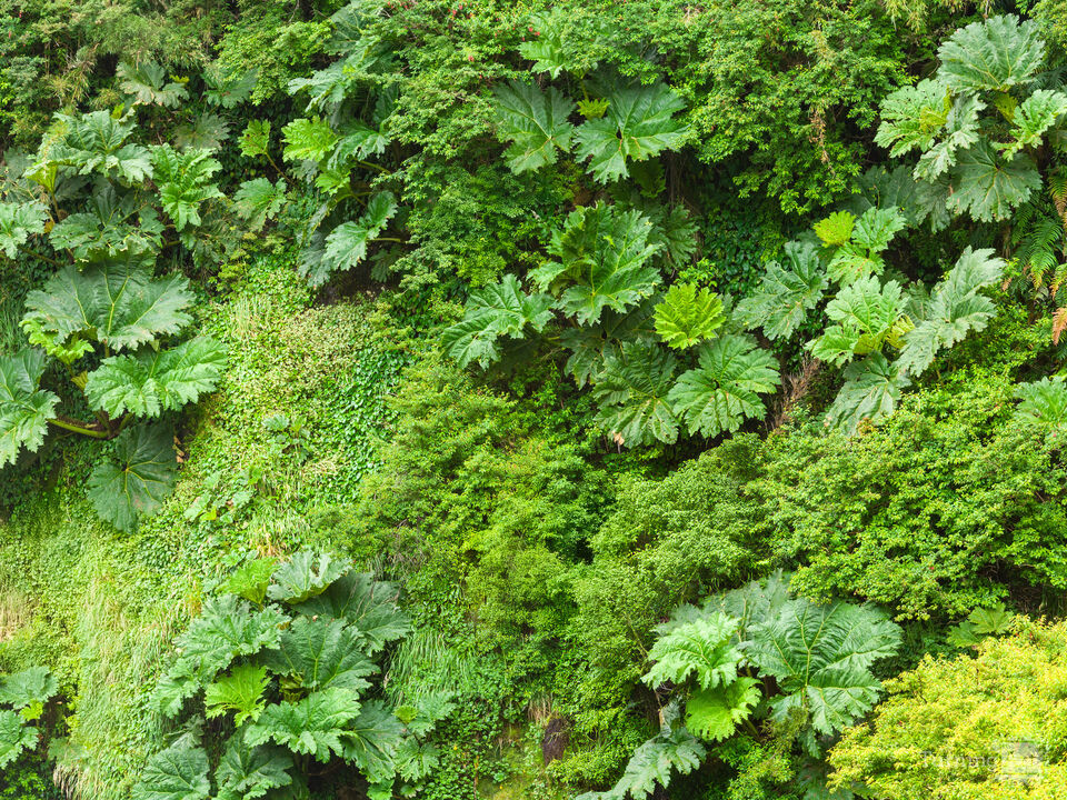 Lush green foliage