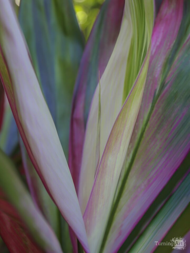 Vibrant Tropical Leaves