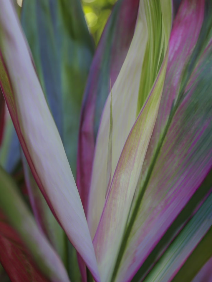 Vibrant Tropical Leaves