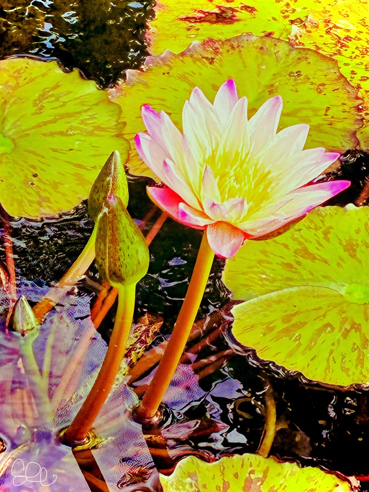 North Shore Waterlilies