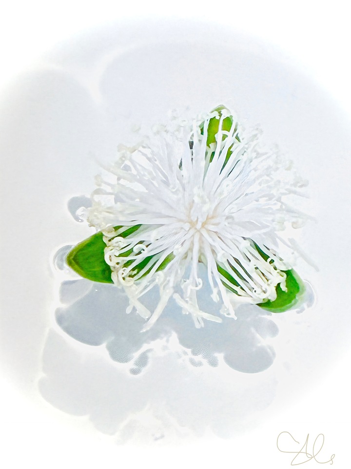 Floating Mimosa