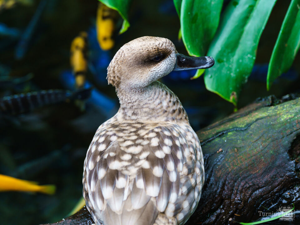 Marbled Duck