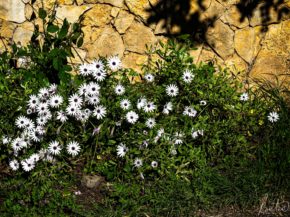 Daisies Before A StoneWall