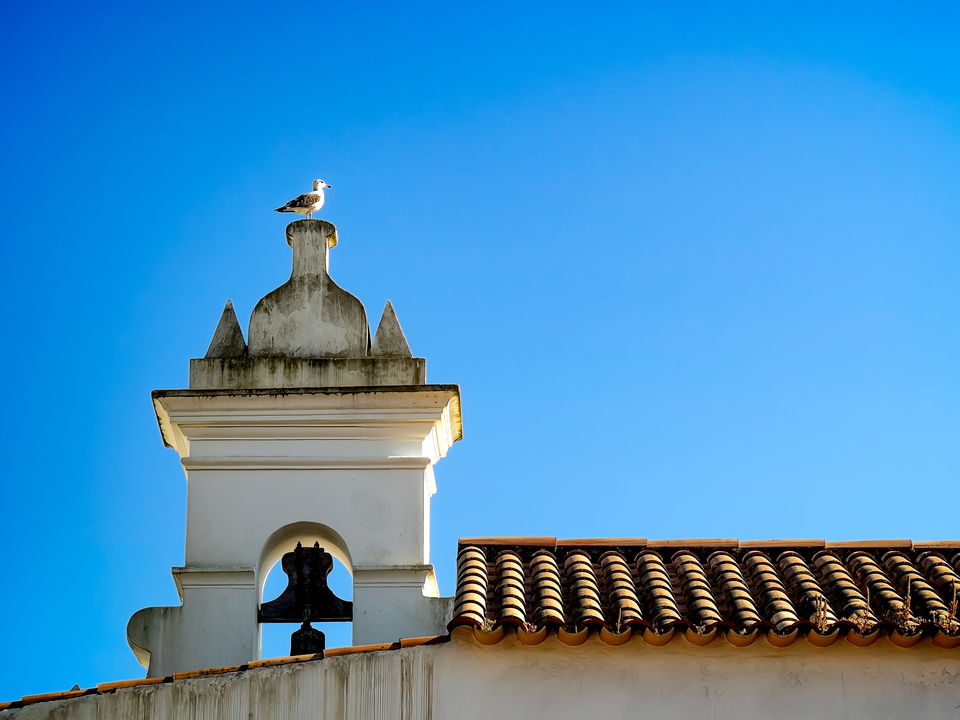 Gull On A Belltower