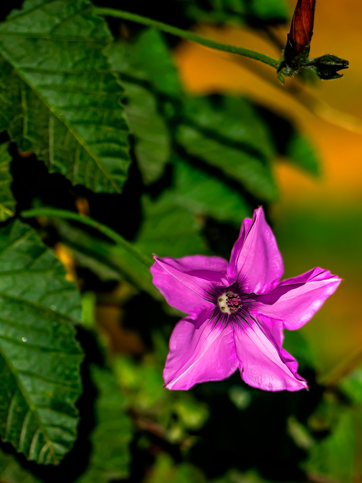 Lavender Flower in the Algave countryside
