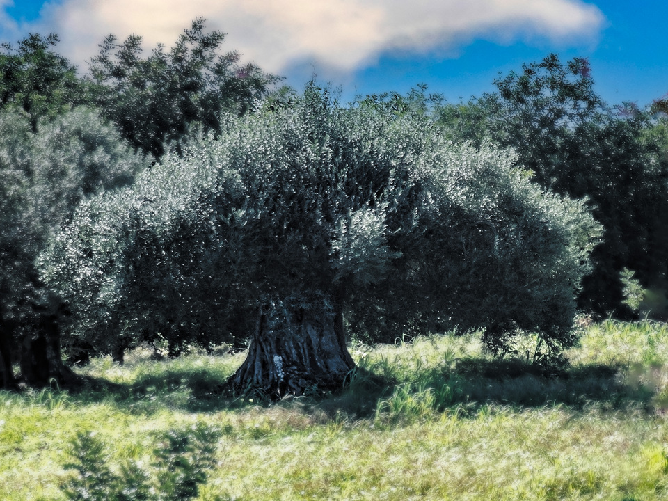 Ancient Olive Tree