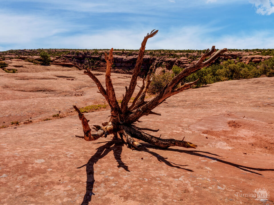 Dead Juniper At Canyon de Chelly