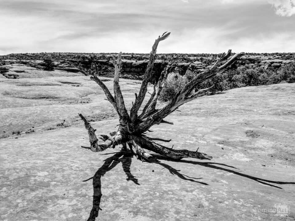Dead Juniper At Canyon de Chelly Grayscale