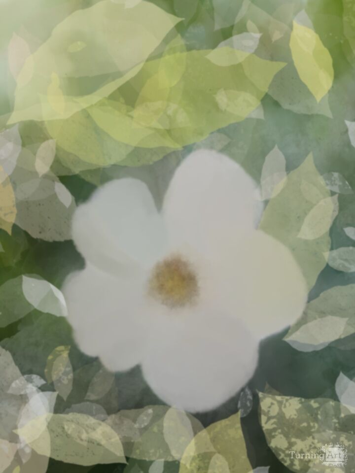 Single Flower 