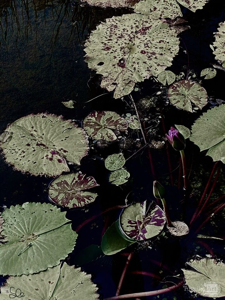 Waterlilies Noir
