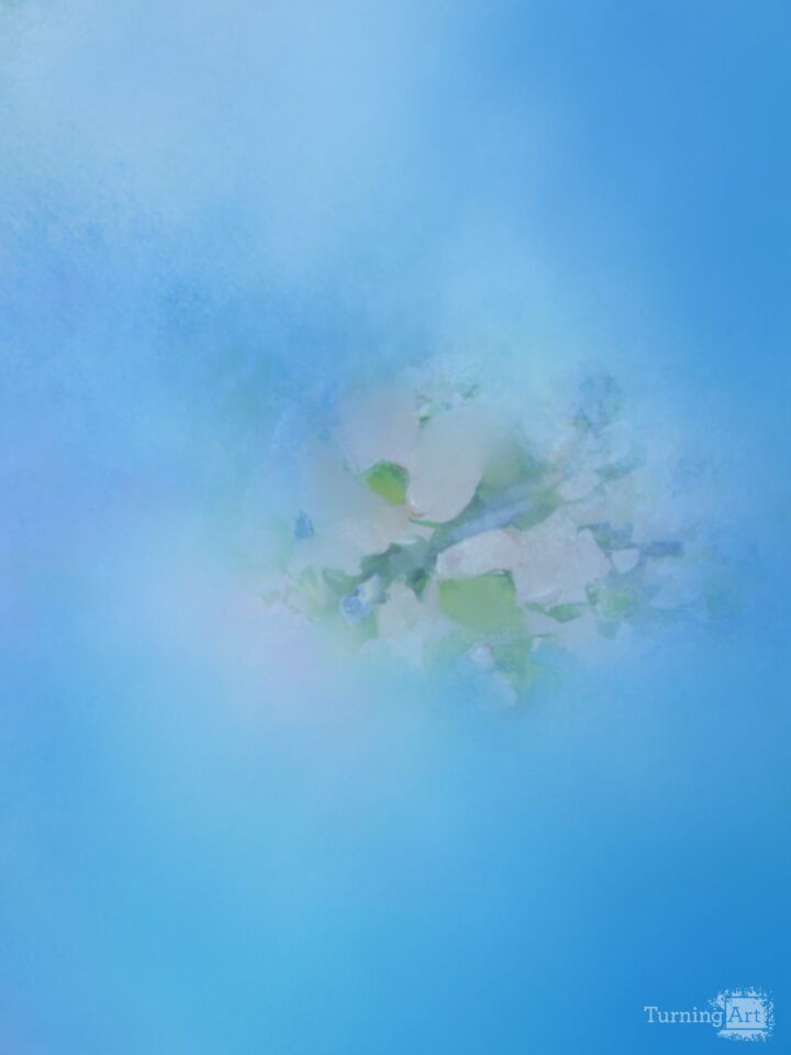 Cherry Blossom 