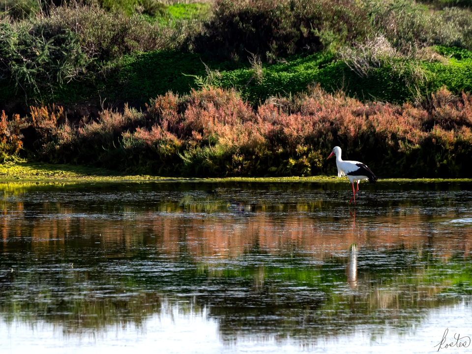 Stork In The Salt Flats