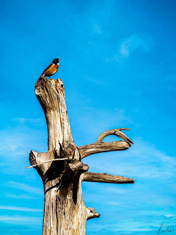 Stonechat Totem