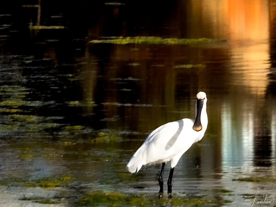 White Spoonbill InT he Algarve