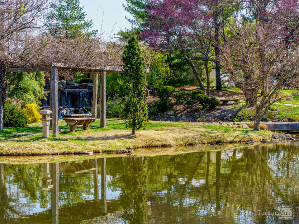 Botanical Garden Pond Stillness