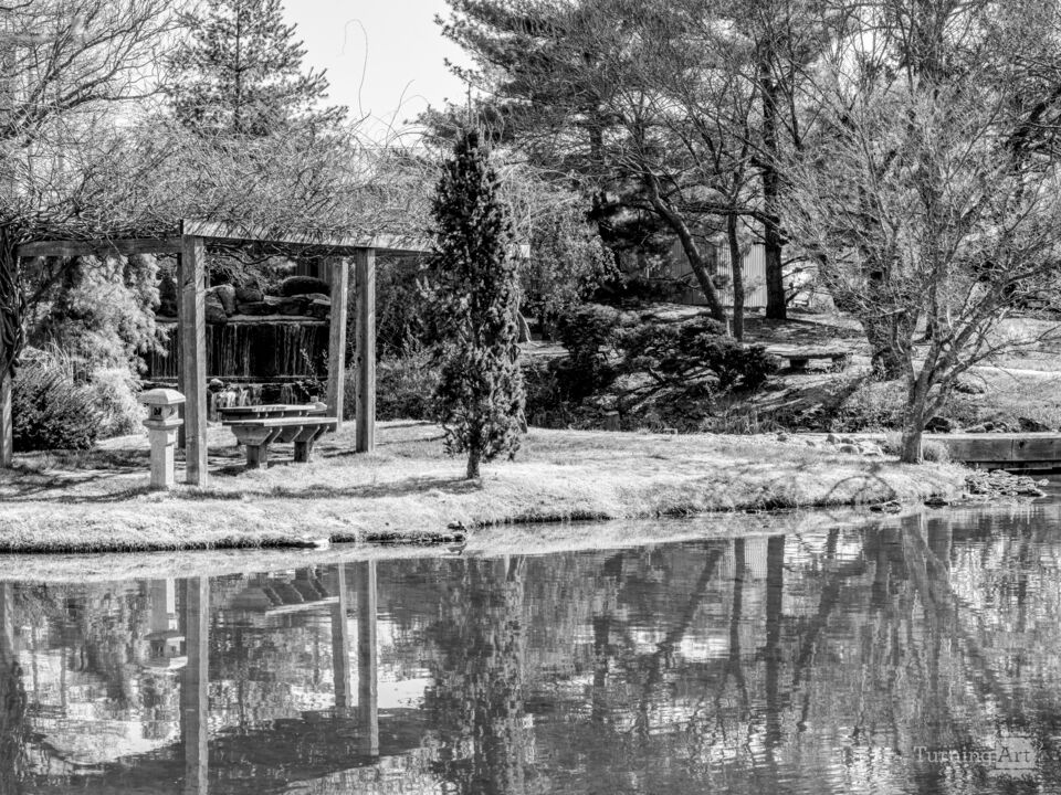 Botanical Garden Pond Stillness Grayscale