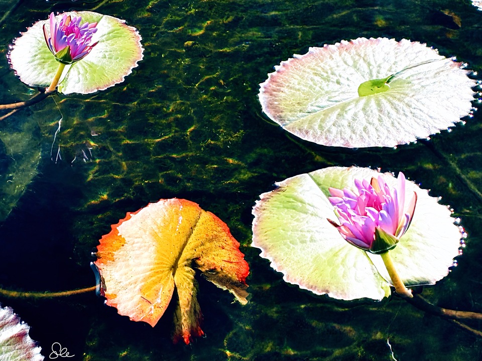 North Shore Waterlilies II