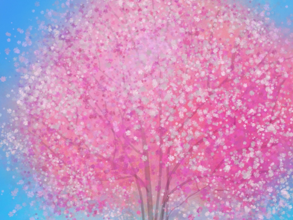 Cherry Blossom 