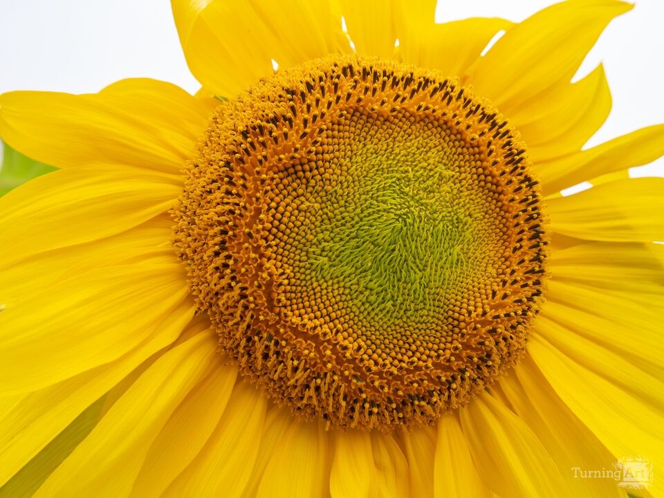 Sunflower Closeup, 2