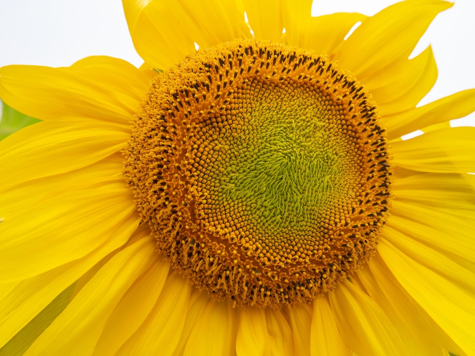 Sunflower Closeup, 2