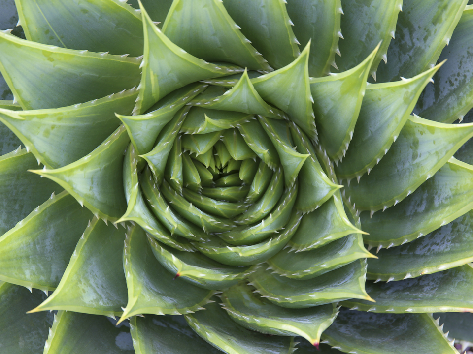 Spiral Aloe