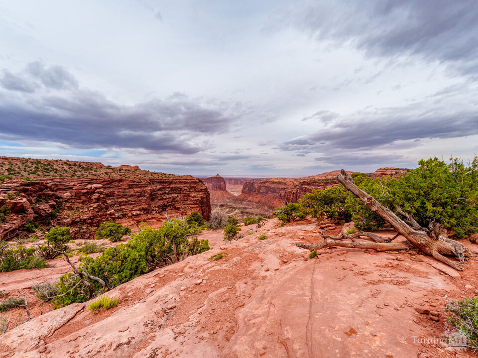 Driftwood At Canyonlands Edge