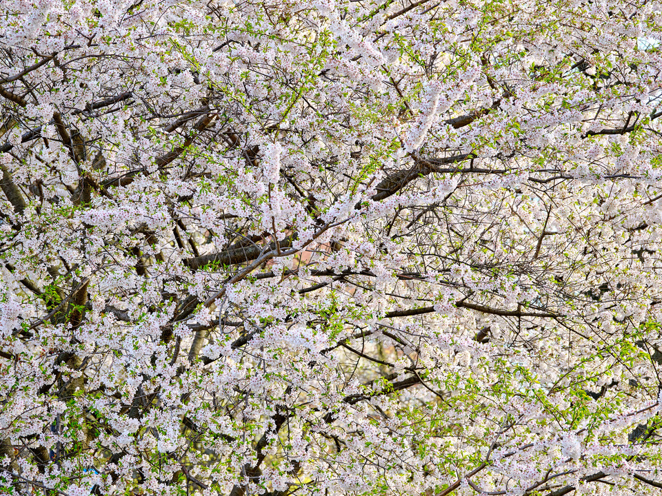 Backlit Cherry Blossoms