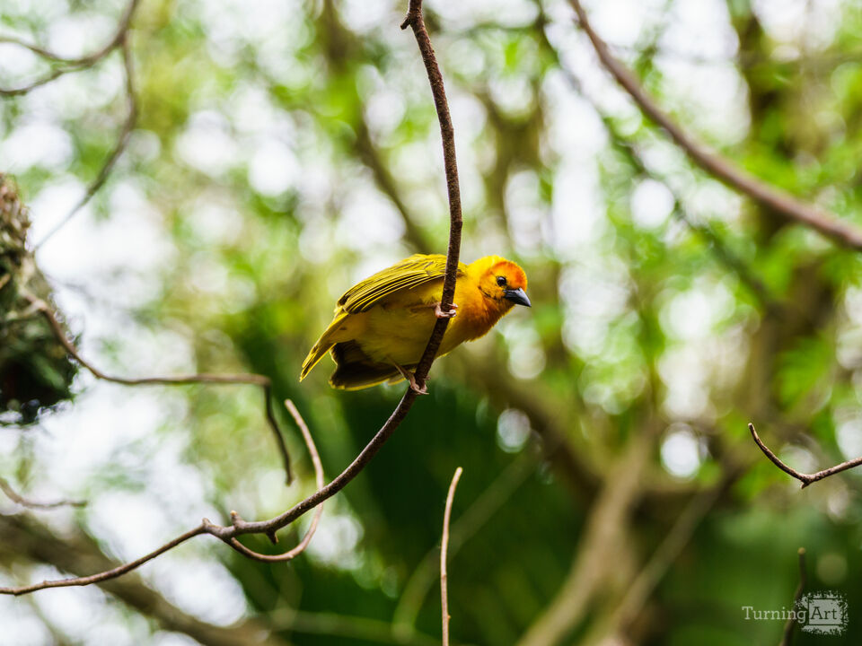 Golden Weaver Swinging On A Branch
