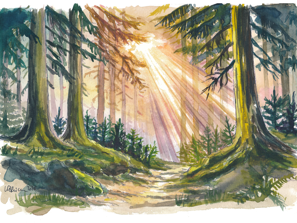 Shining Sun Light Through the Black Forest