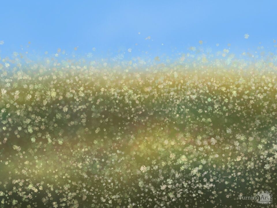 Summer Wildflower Meadow 
