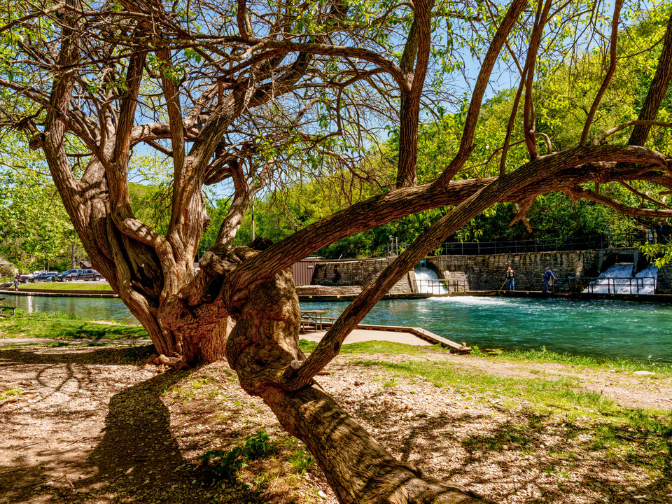 Large Hedge Apple Tree Roaring River