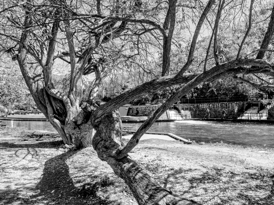 Large Hedge Apple Tree Roaring River Grayscale
