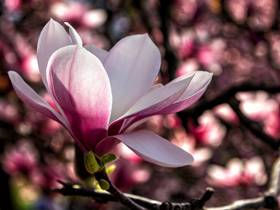 Magnolia