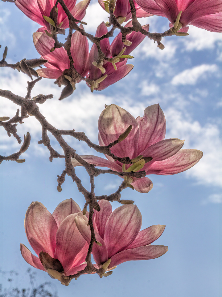 Magnolia Blossoms