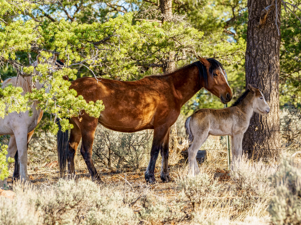 Horse Family On The Open Range