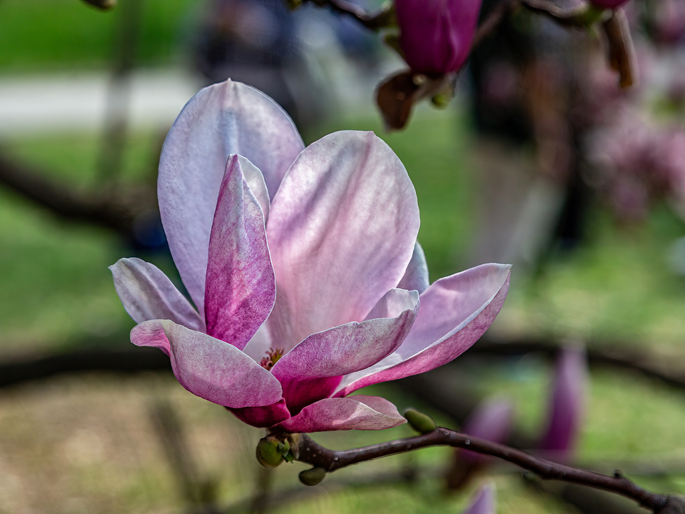 Magnolia Blossom