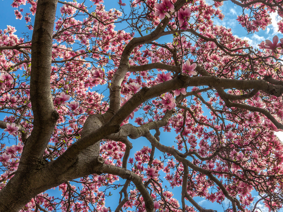 Magnolia Tree