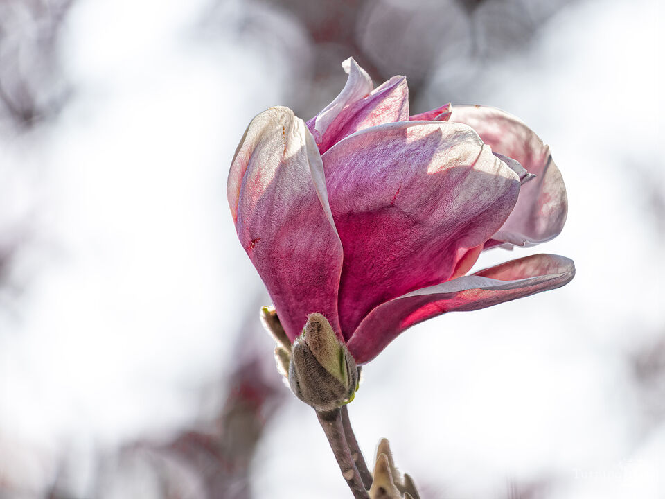 Magnolia Blossom
