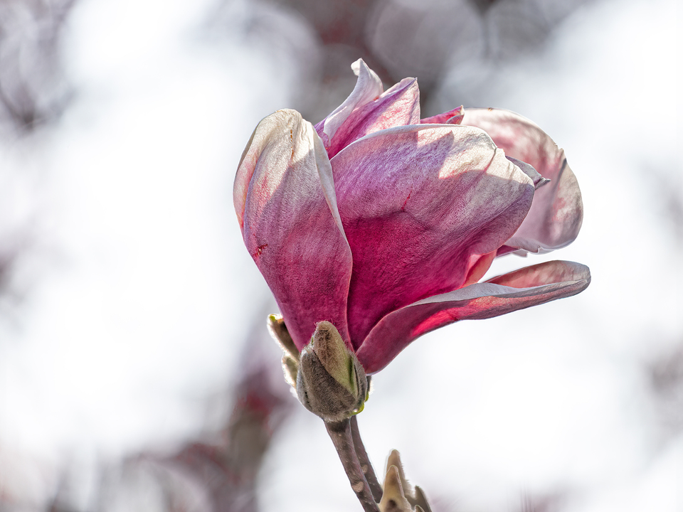 Magnolia Blossom