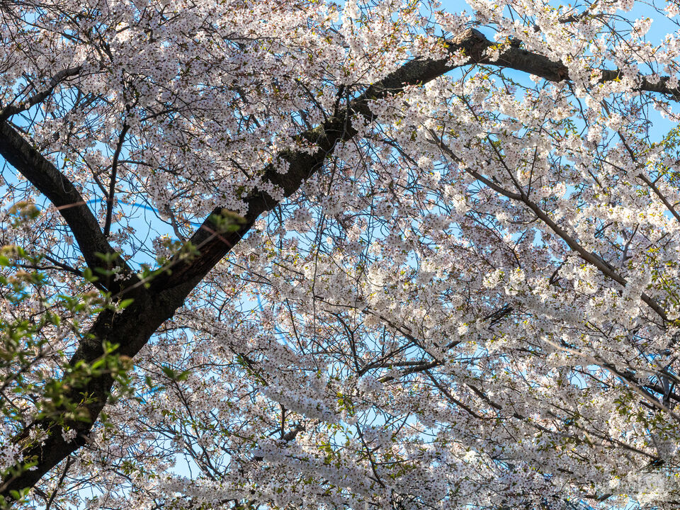 Cherry Blossoms