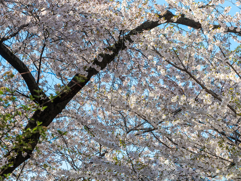 Cherry Blossoms