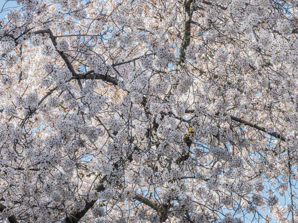 Cherry Blossoms