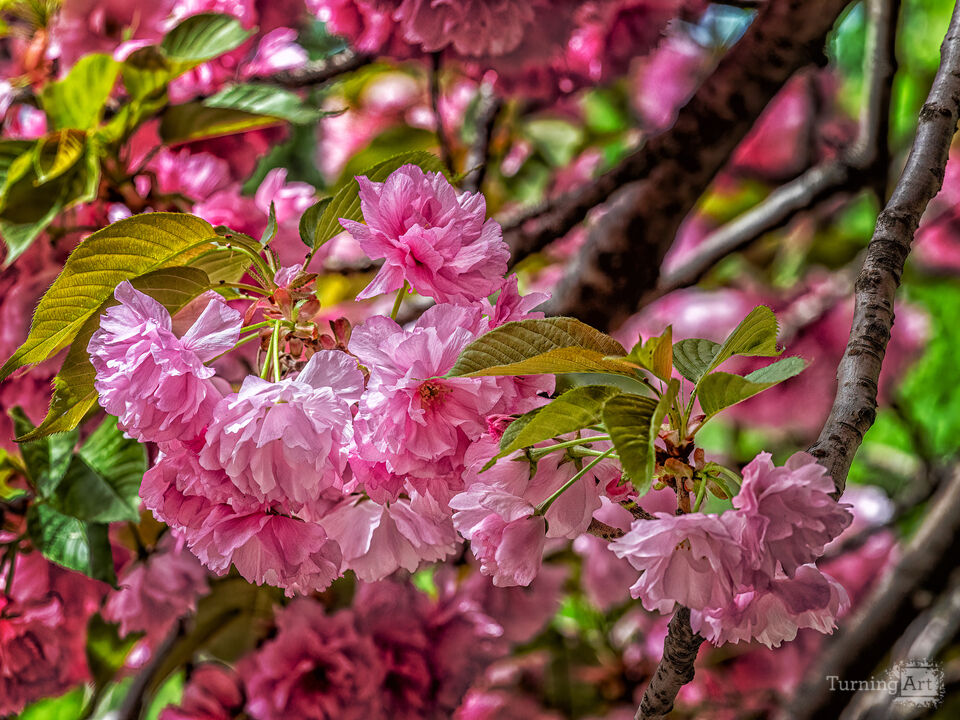 Cherry Blossoms