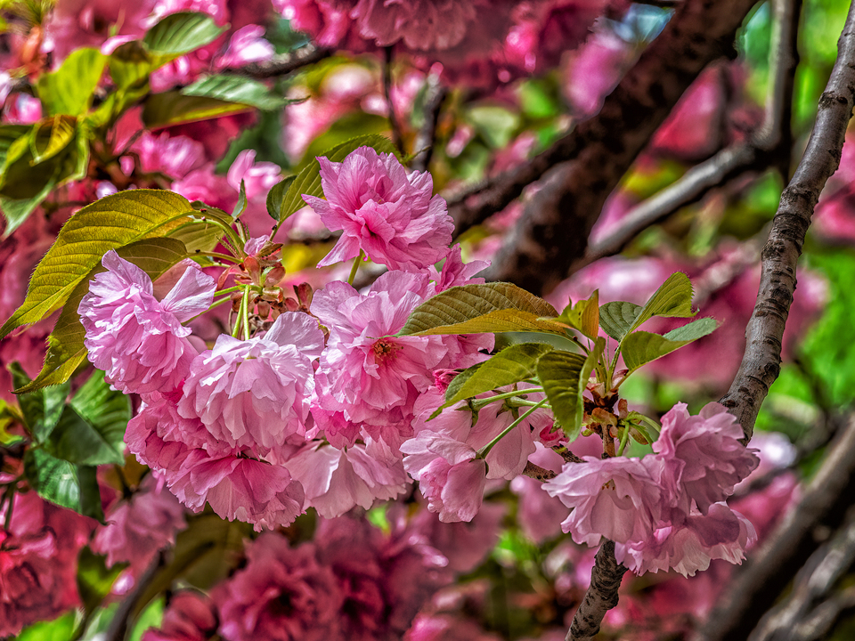 Cherry Blossoms