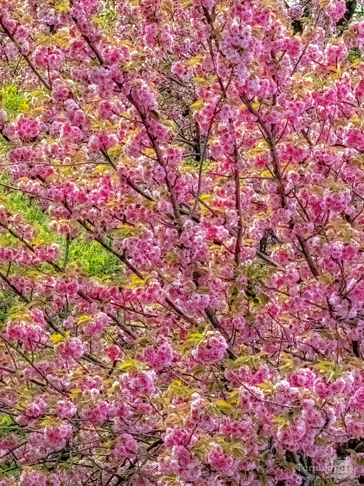 Cherry Blossoms