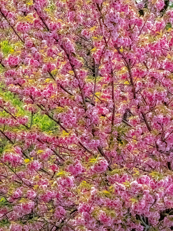 Cherry Blossoms