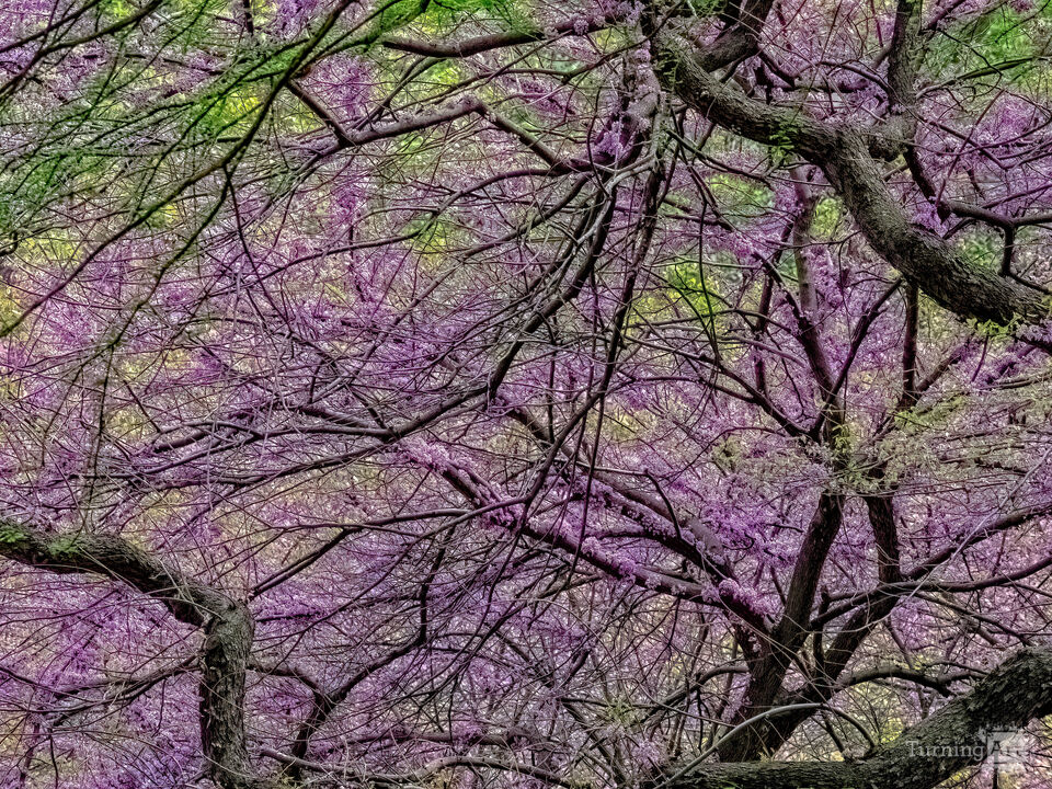 Spring Trees