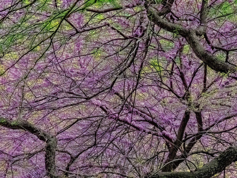 Spring Trees