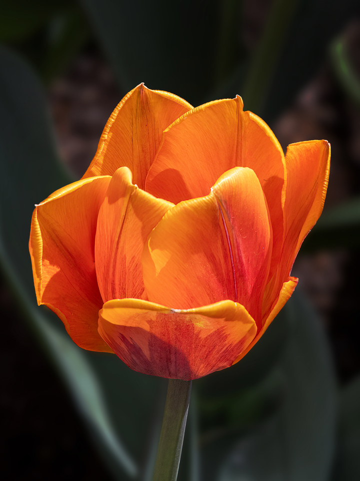 Tulip